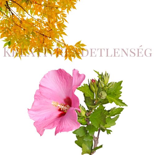 Hibiszkusz illatolaj 10ml