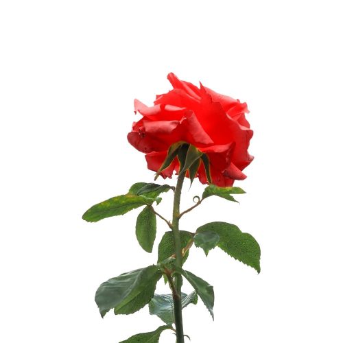 Rózsa illatolaj 30gr